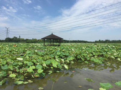 【休闲农业示范村】无锡市新吴区鸿山街道梁鸿村