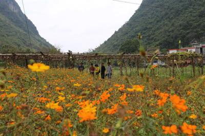 旅游扶贫带动景区周边村民致富